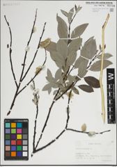 Foto von Salix lapponum L.